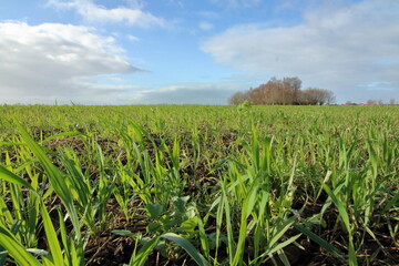 champ de blé d hiver