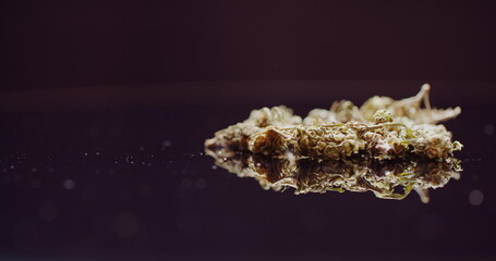 Close up of Cannabis Rotating on Black Background.