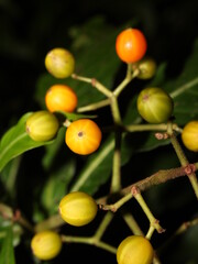 The fruits of a wild coffee related species, Psychotria jimenezii Standl., from the cloud forest of Monteverde in Costa Rica