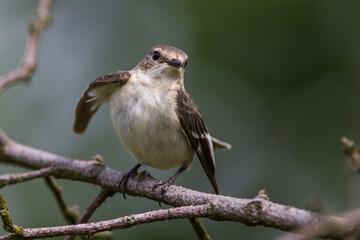 Halsbandschnäpper (Ficedula albicollis) Weibchen