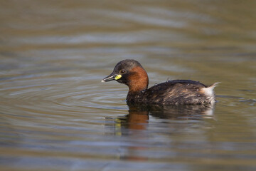 Zwergtaucher (Tachybaptus ruficollis)