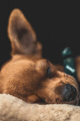 chihuahua puppy sleeping on a pillow