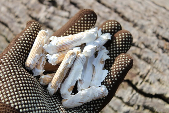 Beimpfte Holzd&uuml;bel mit Pilzen auf einer Hand vor einem Baum