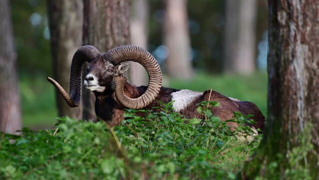 Two mouflon widder lies in the forest during the rutting season and rests, autumn, north rhine westphalia, germany, (ovies aries musimon)
