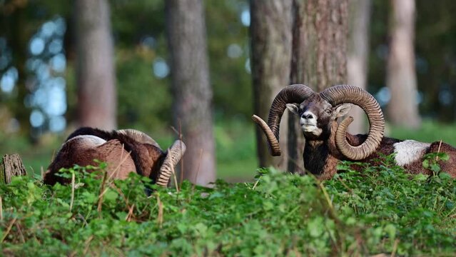 Two mouflon widder lies in the forest during the rutting season and rests, autumn, north rhine westphalia, germany, (ovies aries musimon)