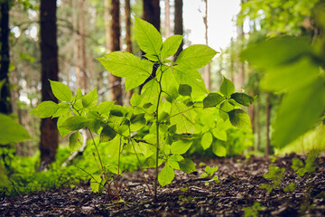 Junger Baum im Wald
