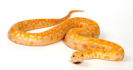 Burmese python // Dunkler Tigerpython (Python bivittatus) - Albino