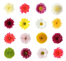 Set with beautiful chrysanthemum flowers on white background