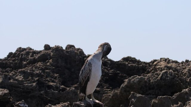 young cormorant on rock in Sa Mesa Longa beach. Capo Mannu, San Vero Milis, Oristano, Sardinia, Italy, Europe