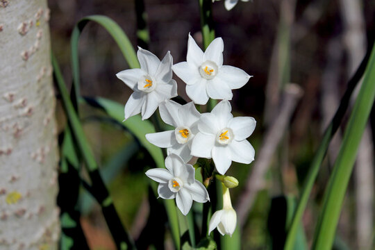 White Jonquil Narcissus
