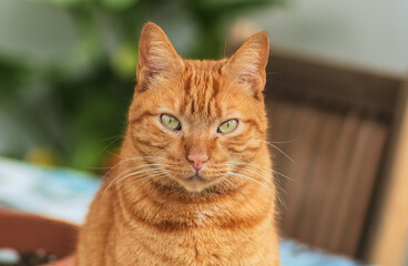 Close-up of young orange domestic cat looking at camera.