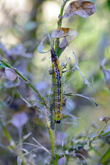 Caterpillar of Cydalima perspectalis - box tree moth killed by entomopathogenic bacteria Bacillus thutingensis.