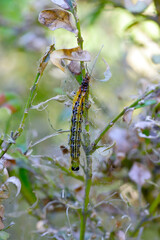 Caterpillar of Cydalima perspectalis - box tree moth killed by entomopathogenic bacteria Bacillus thutingensis.