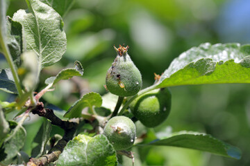 Apple fruit damaged by Hoplocampa testudinea, apple sawfly or european apple sawfly (klug ). Apple pests