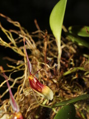 Eccentric flower of the rare orchid Restripia trichoglossa from the cloud forests of Monteverde, Costa Rica