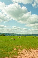 Fototapeta na wymiar Rural scenery around Hay-on-Wye, England and Wales in the summertime.