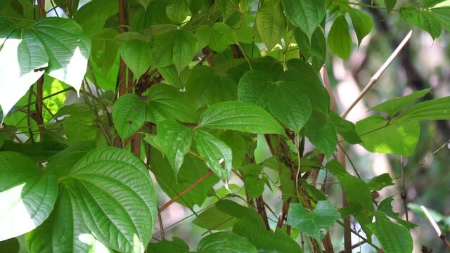 Green dioscorea hispida Dennst (Also called Indian three-leaved yam, gadung) tree in the nature background