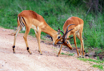 Young impala antelopes sort things out by exchanging blows of horns. - obrazy, fototapety, plakaty