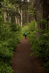 Obraz premium Hiking in the woods. View of a woman talking a walk along the footpath in the green forest.