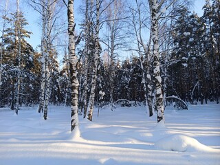 A walk in the forest (park) after a heavy snowfall. Trees covered with snow.