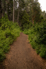 Hiking in the woods. View of the footpath across the forest.	
