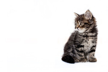 Cute kitten sitting, isolate on a white background, copy space