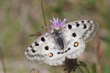 Roter Apollo (Parnassius apollo) © Rolf Müller