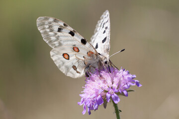 Roter Apollo (Parnassius apollo)