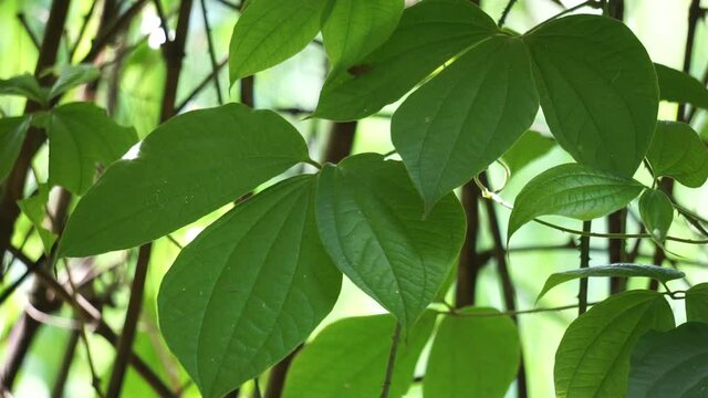 Green dioscorea hispida Dennst (Also called Indian three-leaved yam, gadung) tree in the nature background