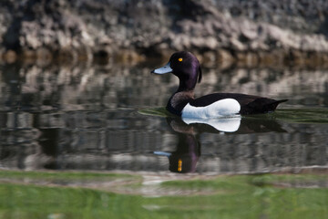 Reiherente (Aythya fuligula) Männchen