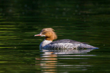 Gänsesäger (Mergus merganser) Weibchen