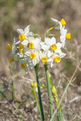 Daffodils in an Israeli Fallow Field
