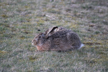 Fototapeta premium Feldhase