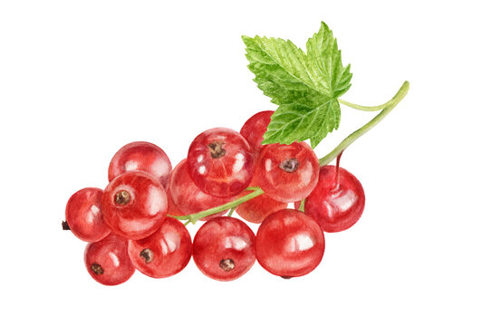 Red currant watercolor illustration isolated on white background.