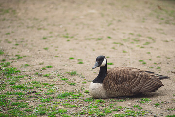 Canadian goose sitting on a gravel path with grass