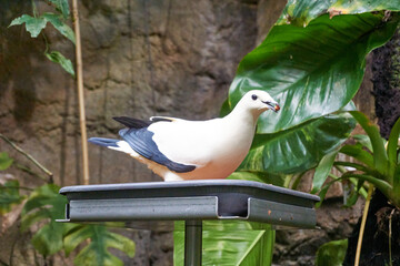 close-up of a bicolor fruit dove ducula bicolor