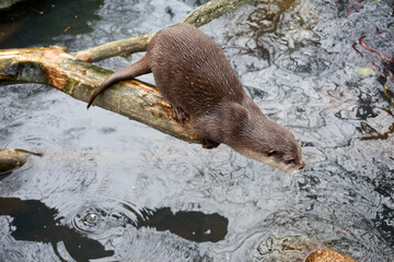 close up of an otter on a stone by the water