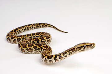 Burmese python // Dunkler Tigerpython (Python bivittatus) 