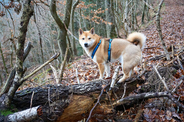 red shiba inu dog posing in the forest