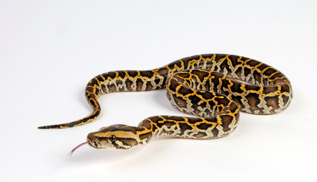 züngelnde Schlange - Dunkler Tigerpython // Burmese python (Python bivittatus) 