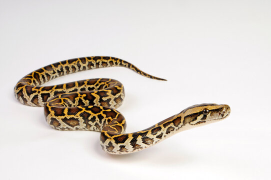 Burmese python // Dunkler Tigerpython (Python bivittatus) 