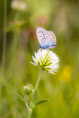 Common blue (polyommatus icarus) butterfly on a white clover (trifolium repens) blossom; pesticide free environmental protection concept;