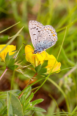 Common blue (polyommatus icarus) butterfly on a lotus corniculatus blossom; pesticide free...