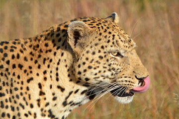 leopard licking itself