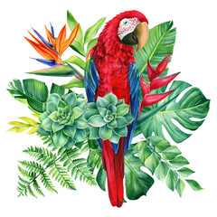 Red parrot bird, succulent, fern and palm leaves on white background, watercolor illustration. Tropical plants
