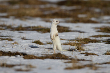 Hermelin (Mustela erminea) im Winterfell