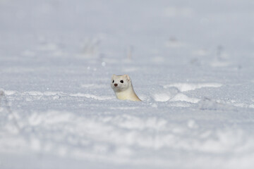 Hermelin (Mustela erminea) im Winterfell