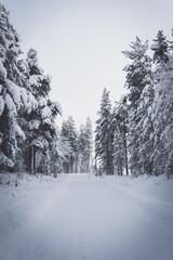 Obraz premium View of the snowy road in the winter forest. Winter landscape, panorama, banner 