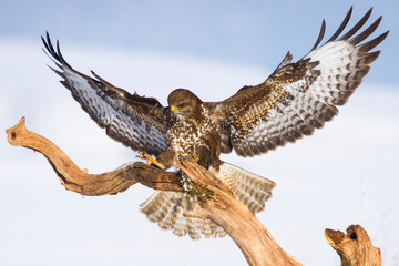 Mäusebussard (Buteo buteo)