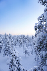 Winter landscape, panorama, banner - view of the snowy  forest in Lapland 